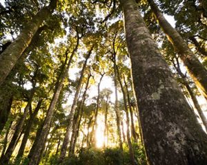 Olivillo forest, Chile.