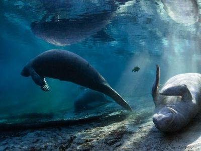 Manatees body surfing and barrel rolling as they play at the Three Sisters Spring wintering site in Crystal River, Florida.