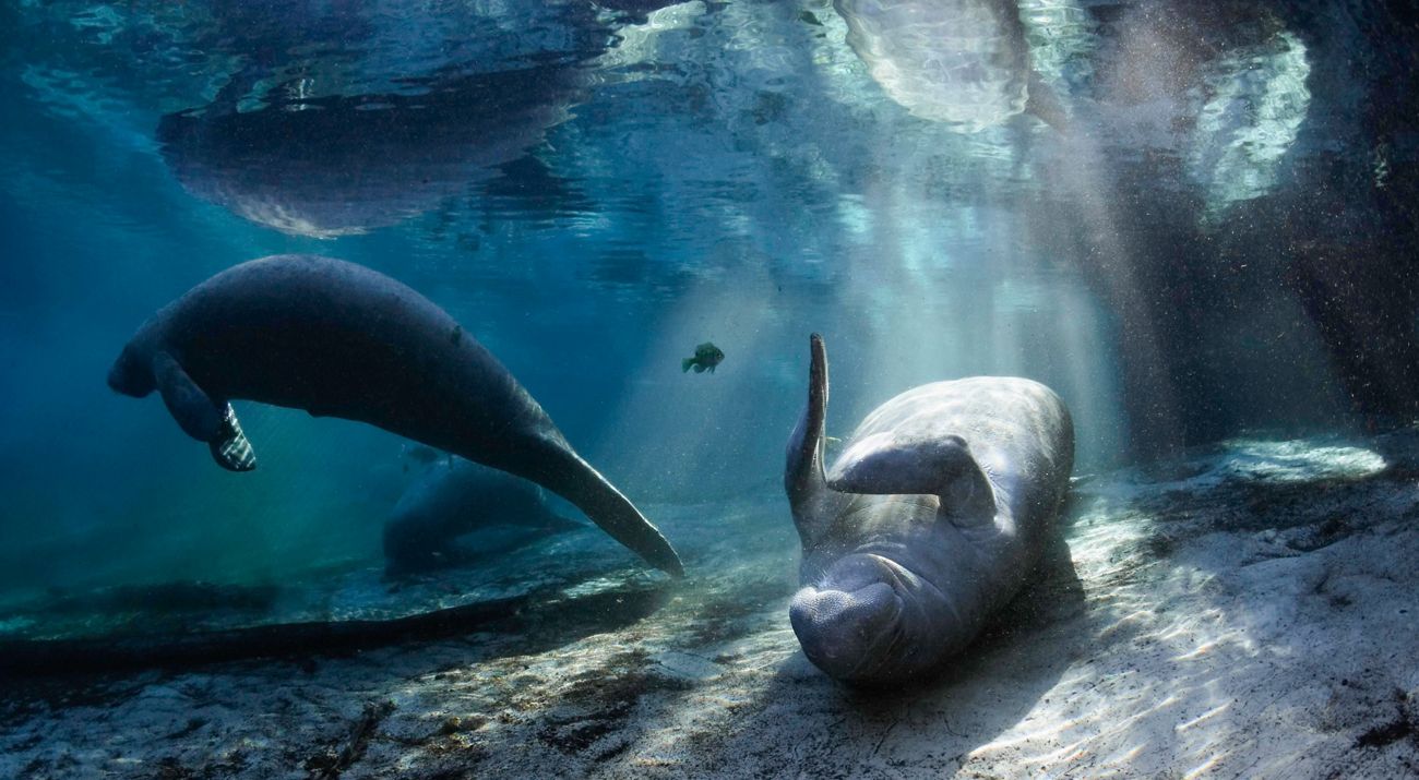 Manatees frolic in the Three Sisters Spring in Crystal River, Florida.