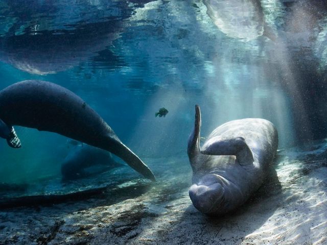 Two manatees float in a clear spring while a third manatee rolls on its back in the sand; a couple of brim swim among them.