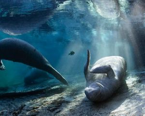 Florida manatees frolic in Three Sisters Spring in Crystal River, Florida.