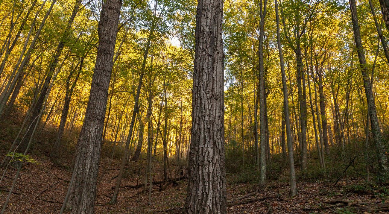 Close up of a tree in a forest
