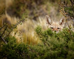 un lobo mira sorprendid
