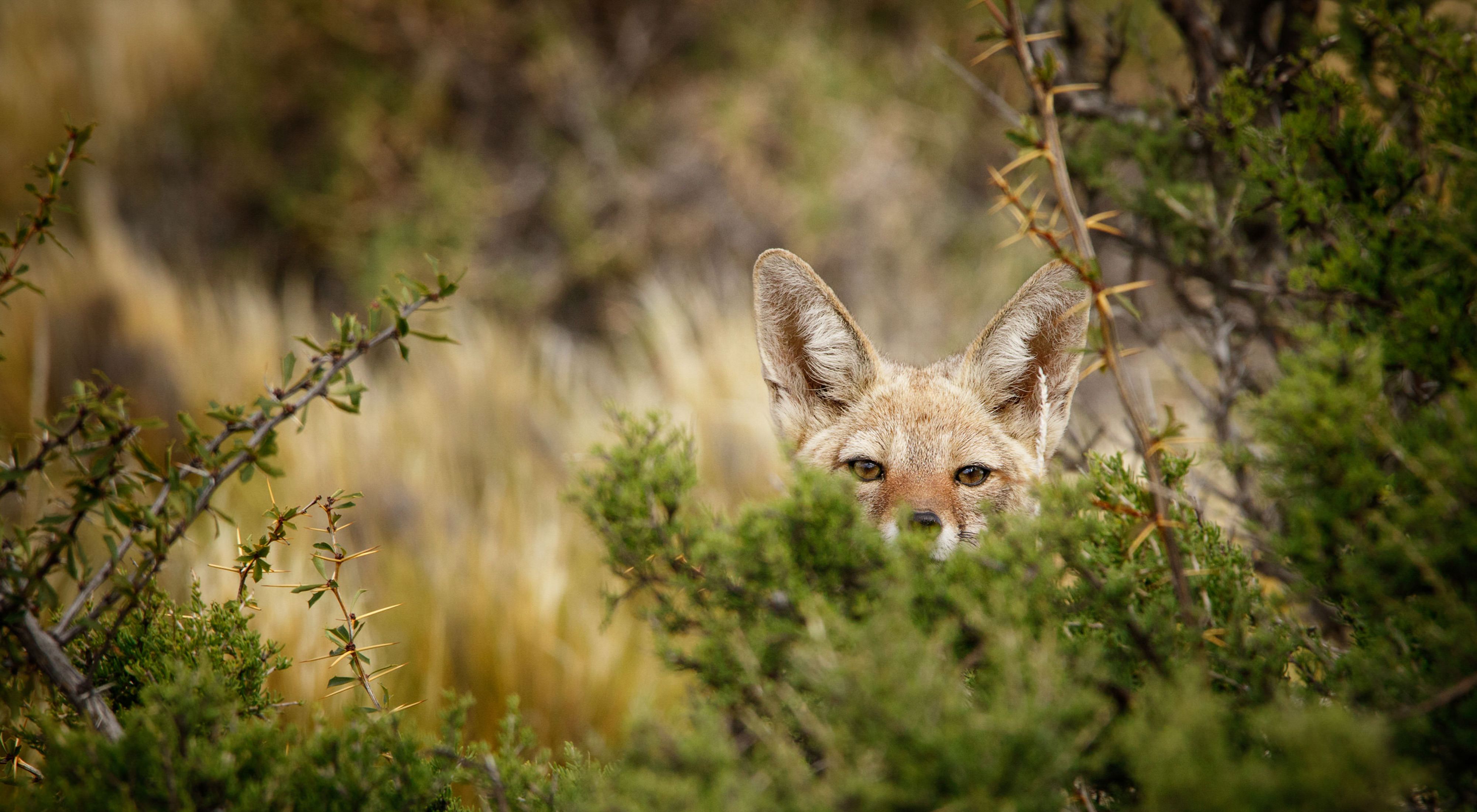 A fox peeks out from behind a bush in Patagonia.