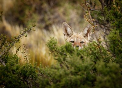 A fox peeks its head up out of shrubbery.