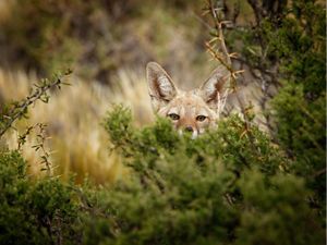 A fox pokes head out from behind bush in Patagonia.