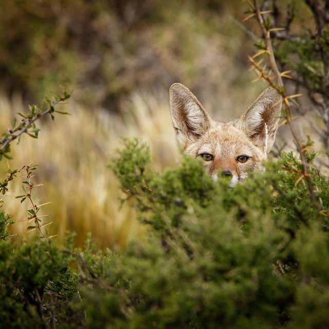 A fox peeks its head up out of shrubbery.