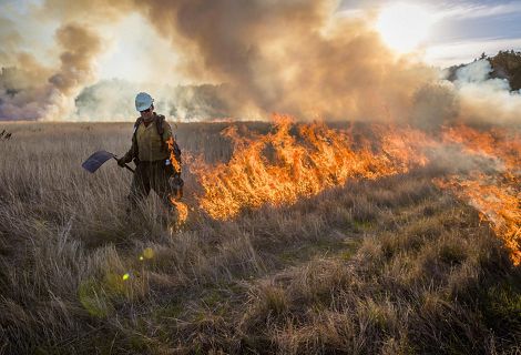 A person walking through tall grass using a drip torch to set a fire line during a controlled burn.