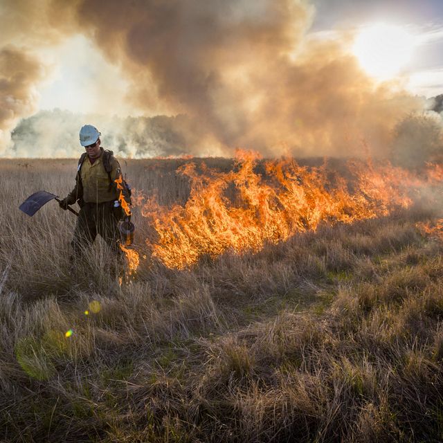 A person walking through tall grass using a drip torch to set a fire line during a controlled burn.