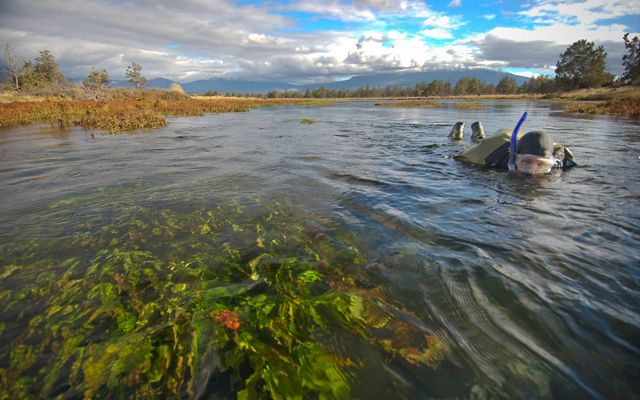 A person snorkels to conduct research in the Shasta River.
