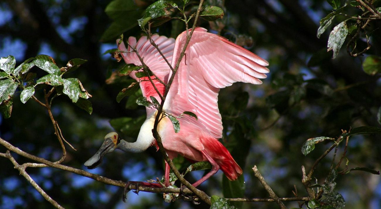 A Roseate spoonbill