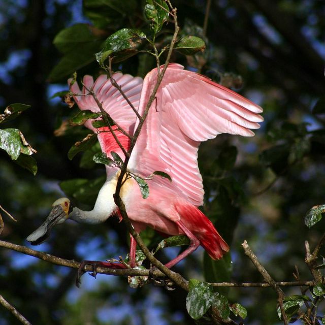 A roseate spoonbill lifts its vivid pink wings in flight from its tree branch perch on Isla Zapote in the Solentiname archipelago of Lake Nicaragua, Nicaragua. FULL USAGE RIGHTS