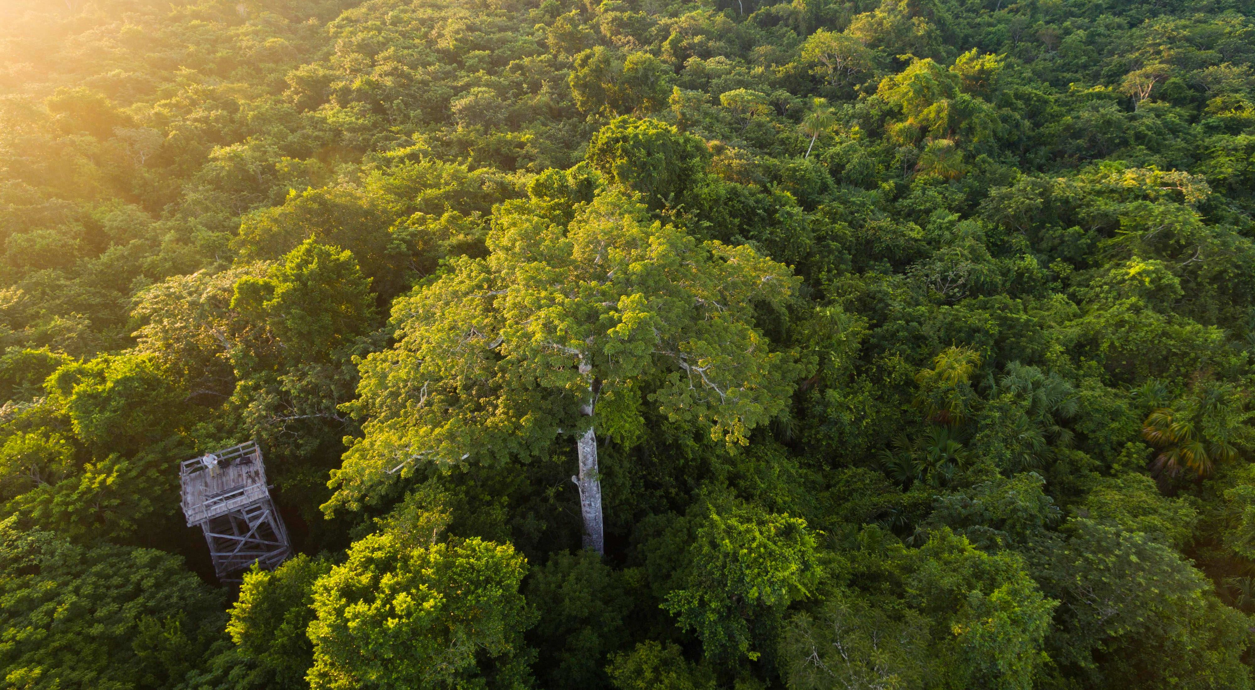 Aerial views of the hardwood forest around the logging community of Noh Bec, Quintana Roo.