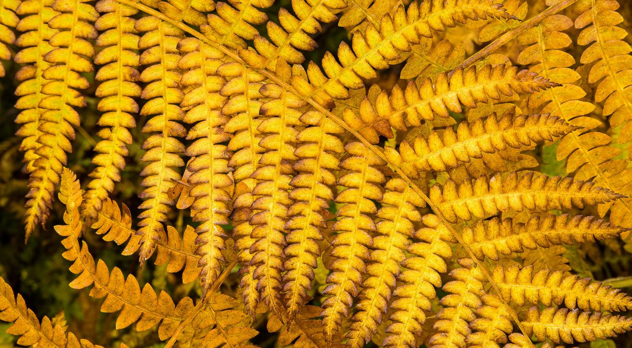 A close up of yellow colored fall ferns.