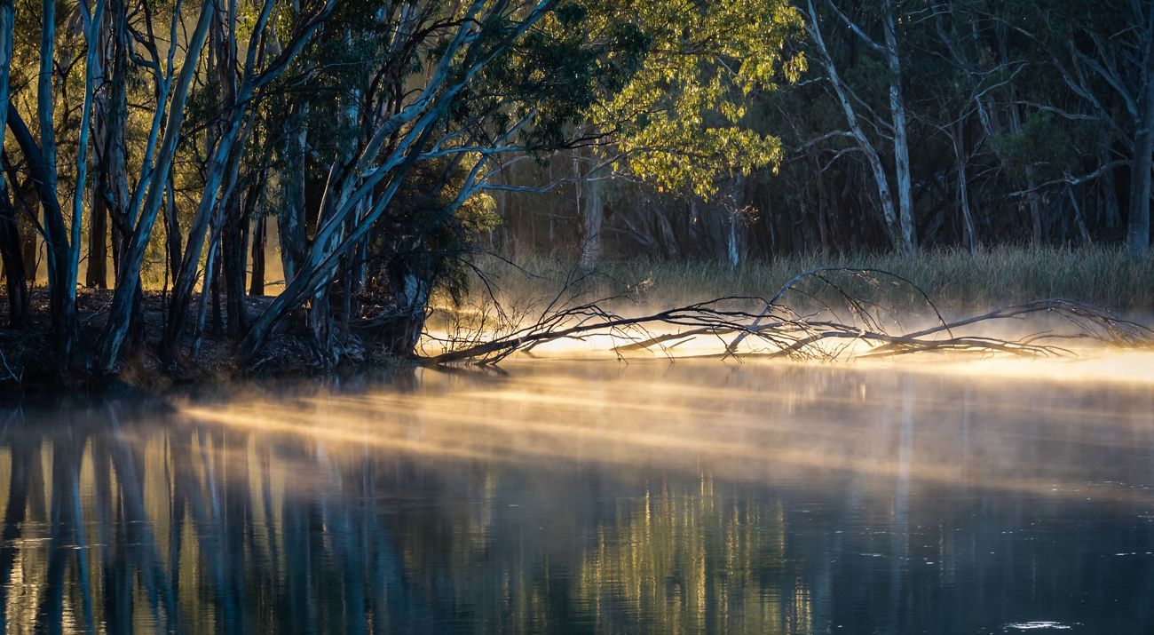 Long, thin branches stretch into a placid stream with mist rising from it.