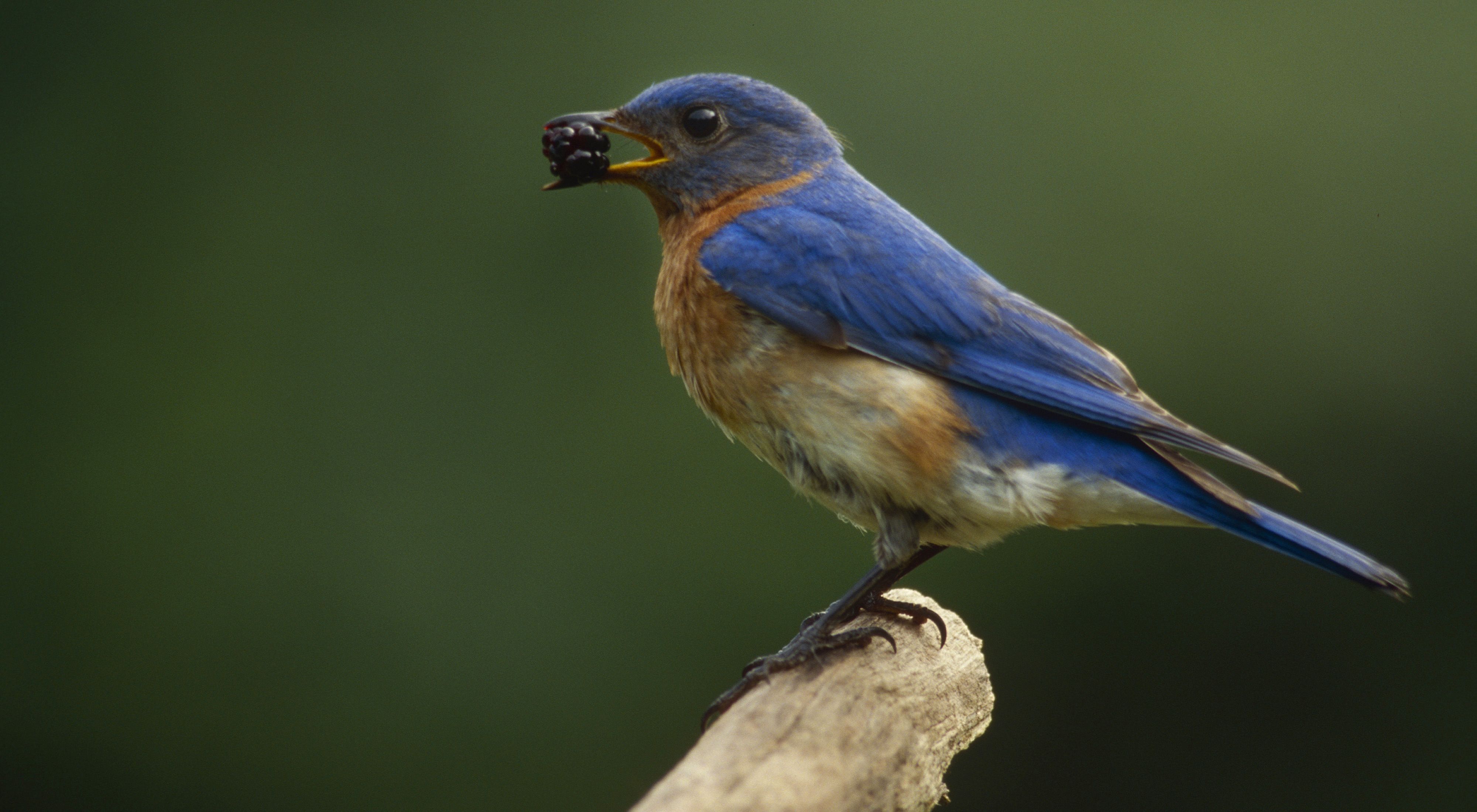 An Eastern Bluebird holds a large berry in its beak.