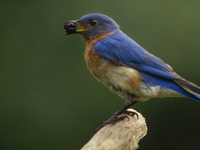 Eating berries in Michigan. Bluebirds are territorial, prefer open grassland with scattered trees and are cavity nesters. 