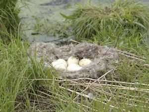 a birds nest in the grass