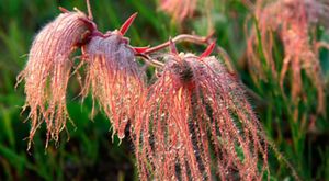 Dewy prairie smoke in bloom.
