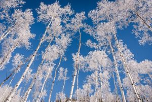 A view from below of tall white aspen trees.
