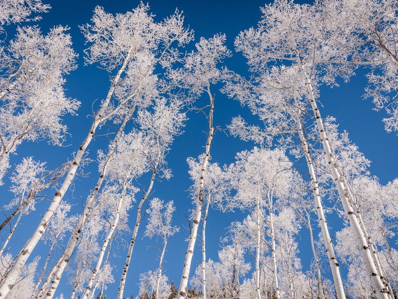 Vista hacia el cielo de follaje cubierto de nieve.
