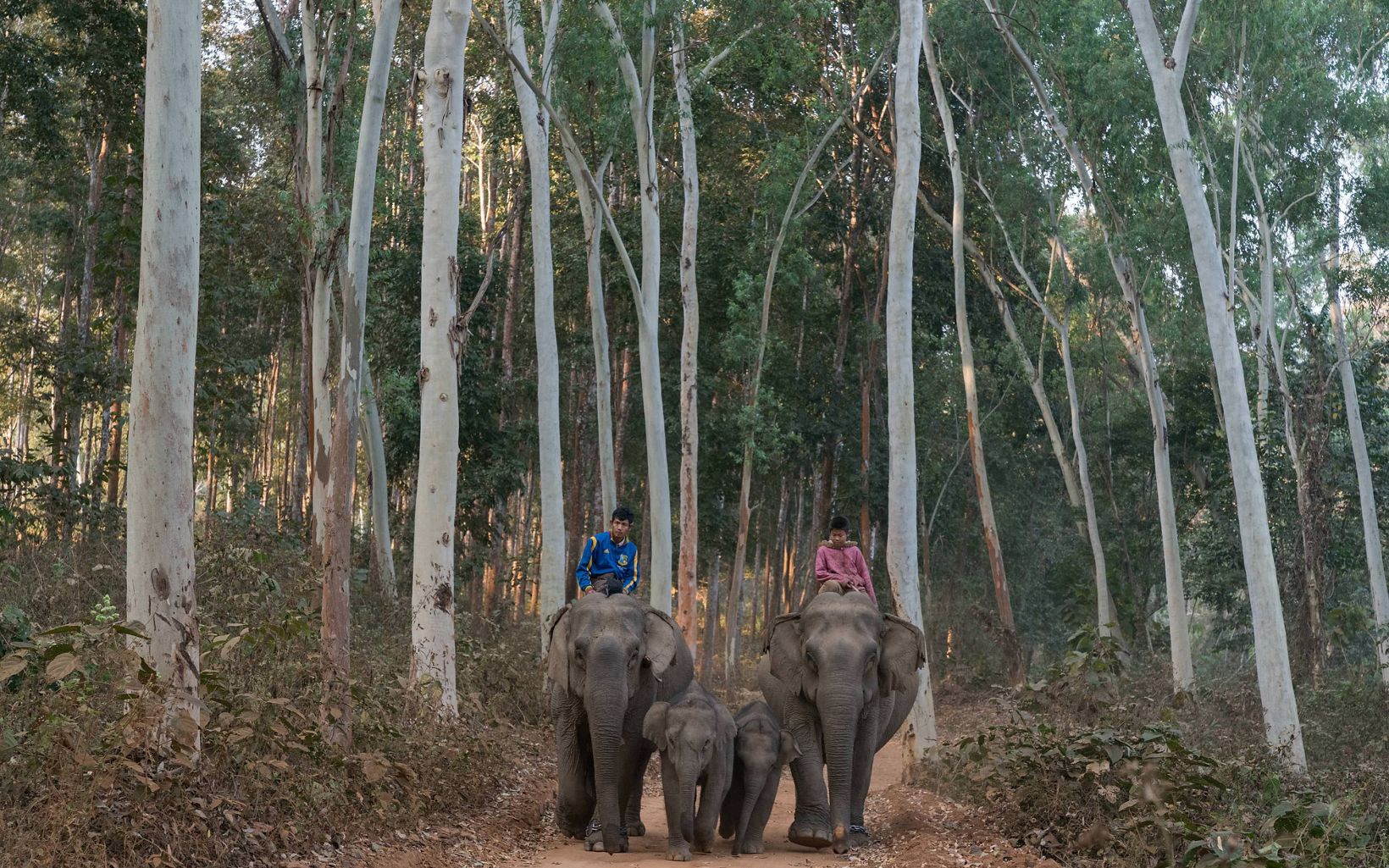 
                
                  Nat Pauk Elephant Village where tourists in Myanmar can come to observe elephants that were once used in these hardwood forests to drag out cut timber.
                  © Michael Yamashita
                
              
