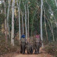 where tourists in Myanmar can come to observe elephants that were once used in these hardwood forests to drag out cut timber.