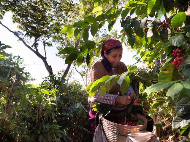 coffee on San Agustín Las Minas coffee plantation.