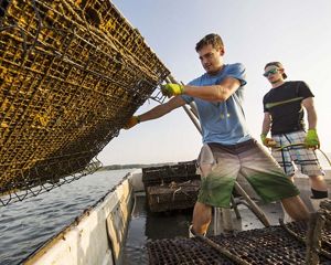 Workers on an oyster farm lift a shellfish cage.