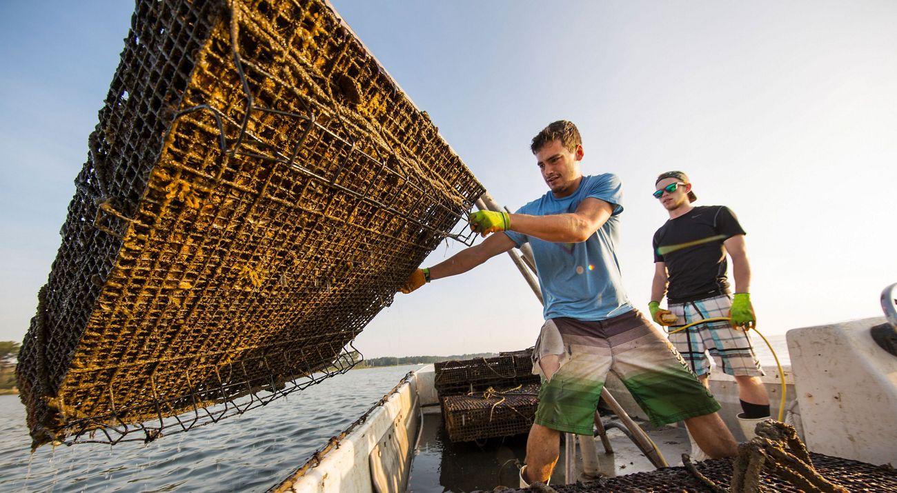 Oyster fishmen on a boat look at an oyster cage.