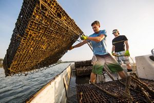 Two men on a boat throwing oyster reef structures over the side.