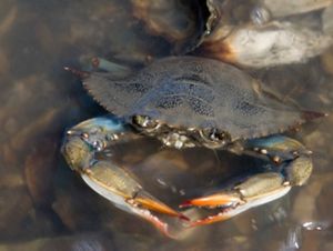 A blue crab in water.