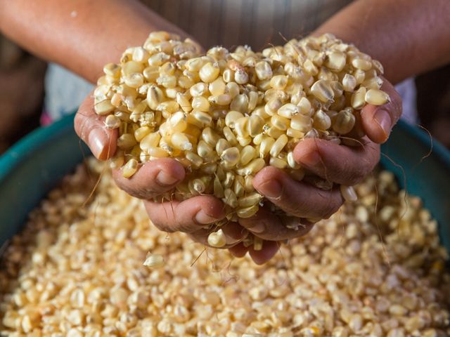Cleaning corn kernels by hand, before boiling them over an open fire, Yucatan, Mexico