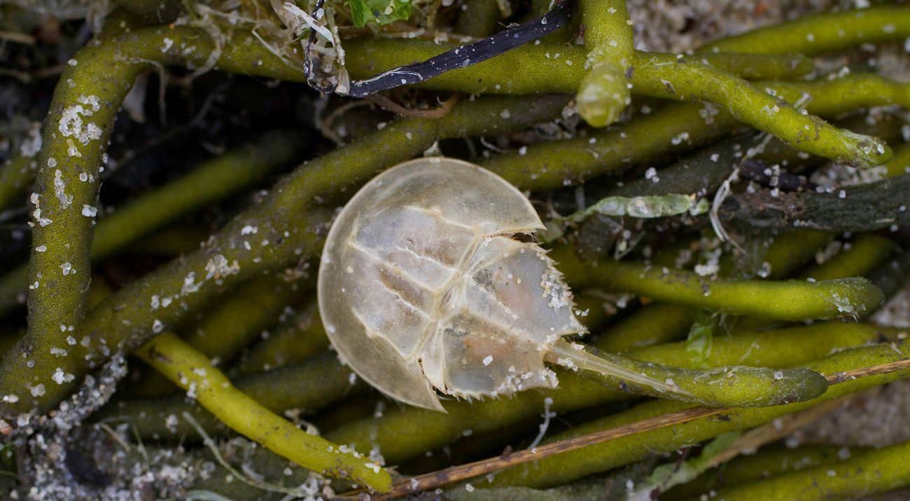Cangrejo herradura