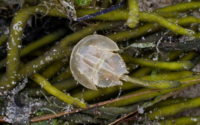 A small pale gray horseshoe crab sits on top of a pile of green seaweed that has washed up onto a sandy Delaware Bay beach.