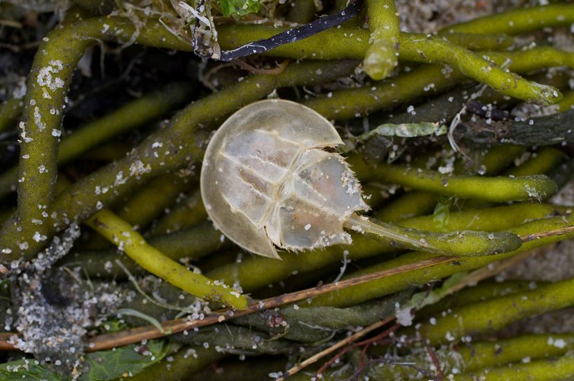 A small pale gray horseshoe crab sits on top of a pile of green seaweed that has washed up onto a sandy Delaware Bay beach.