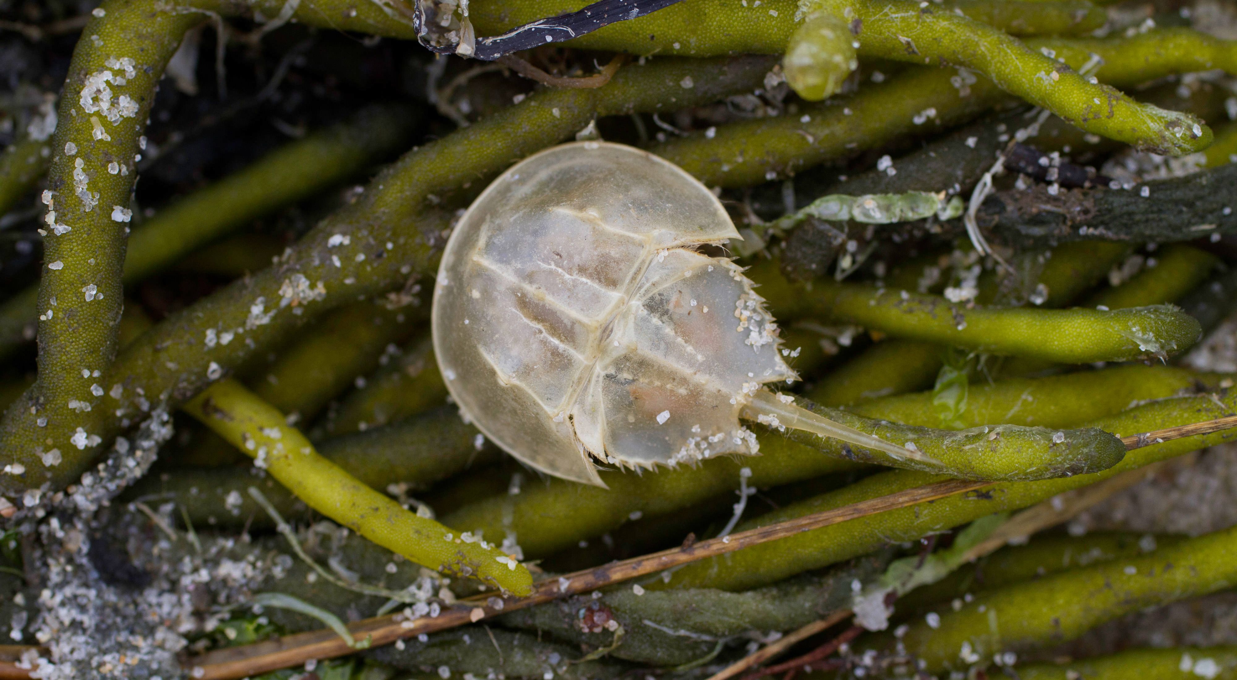 a translucent horseshoe crab on seaweed