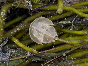 small translucent horseshoe crab in seaweed