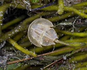 small translucent horseshoe crab in seaweed