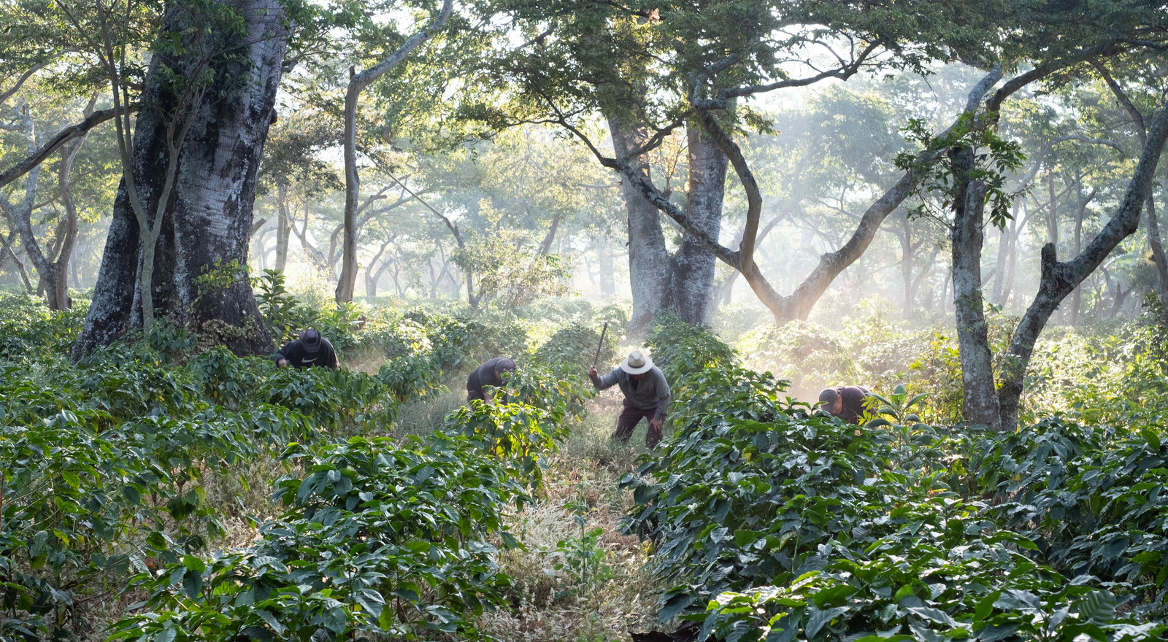 Workers clear undergrowth with machetes in shade-grown coffee crops on San Agustín Las Minas coffee plantation.