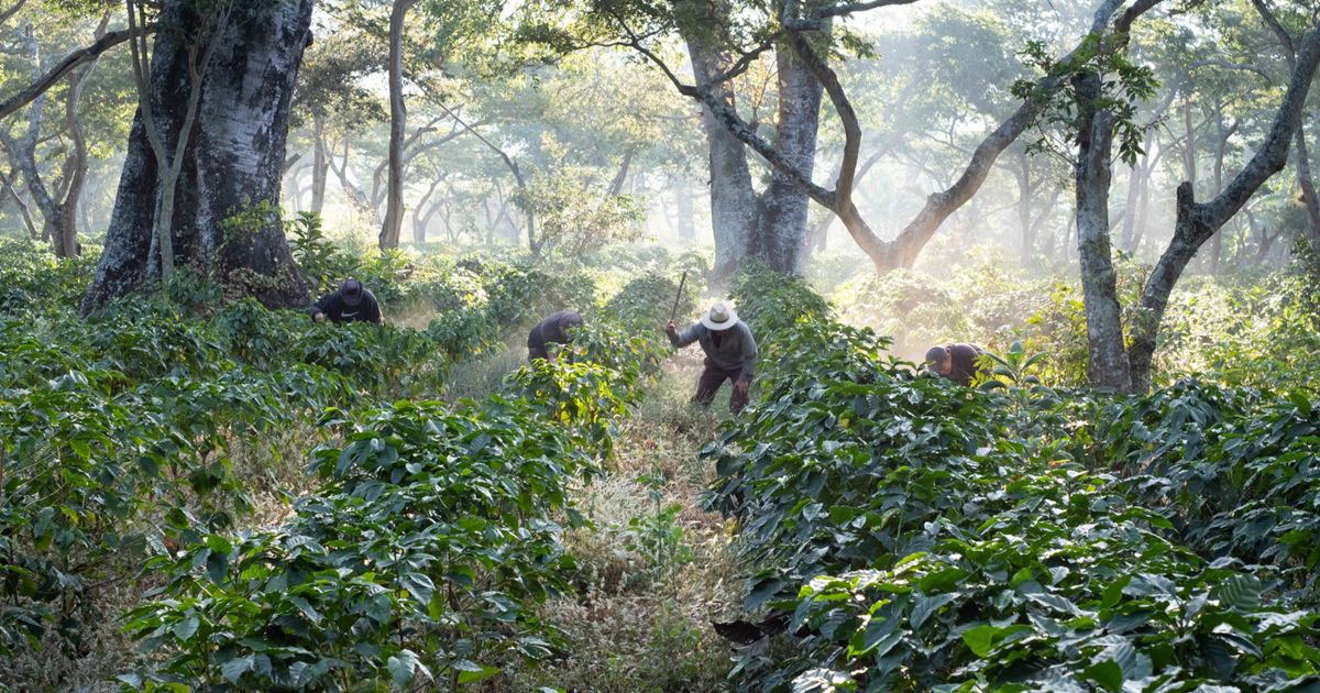 What Are Regenerative Food Systems?