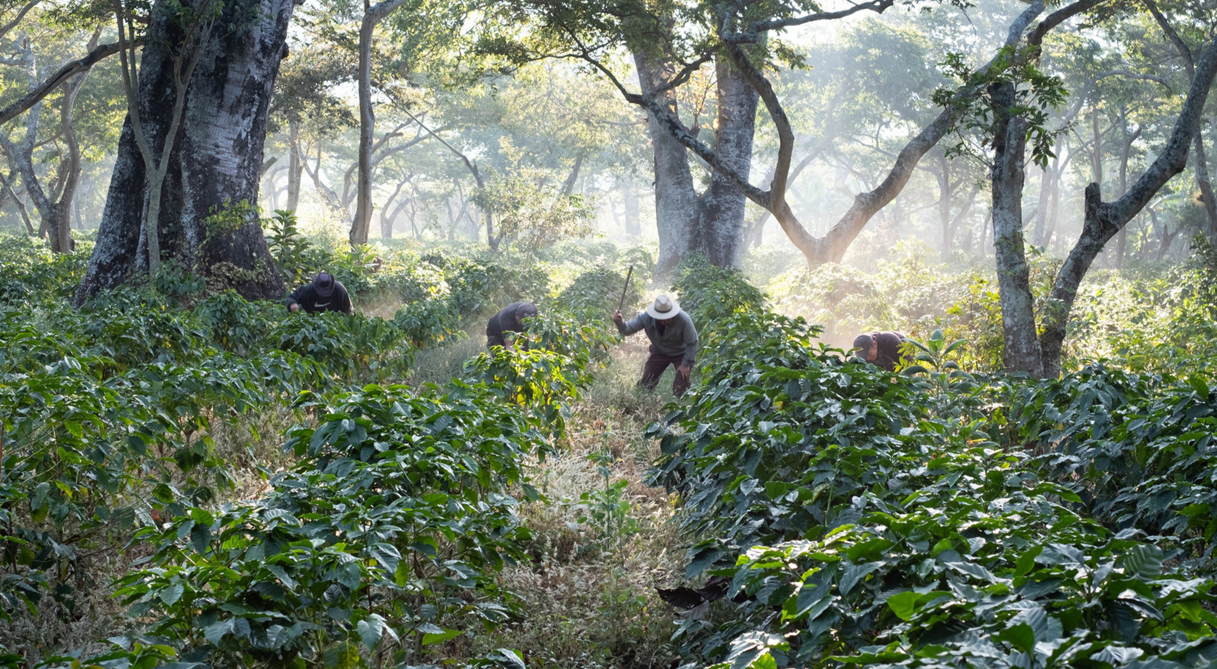 Workers clear undergrowth with machetes in shade-grown coffee crops on San Agustín Las Minas coffee plantation.