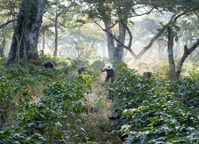Workers clear undergrowth with machetes in shade-grown coffee crops in Guatemala.