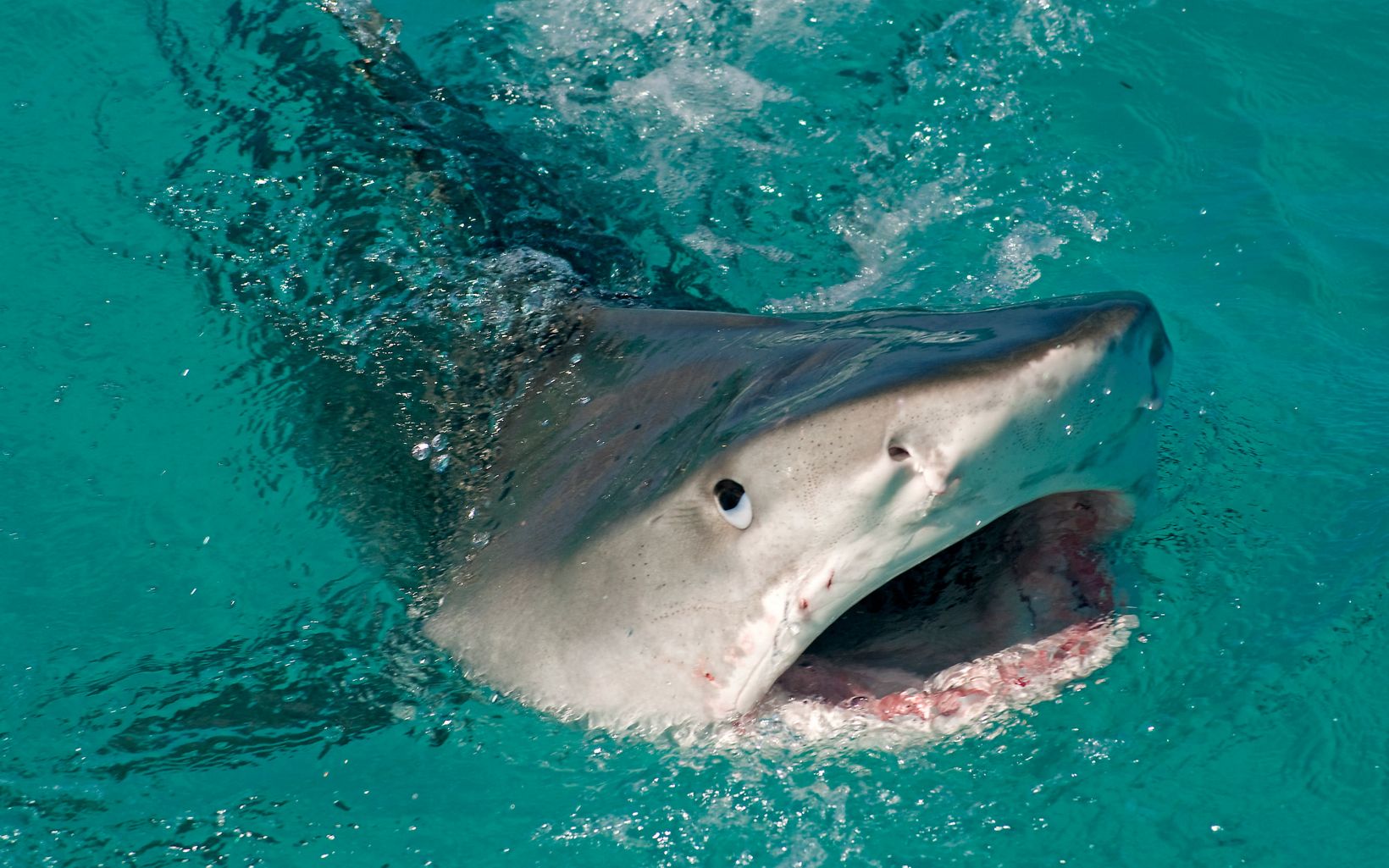 a shark raising its head above the surface of the water with its mouth open