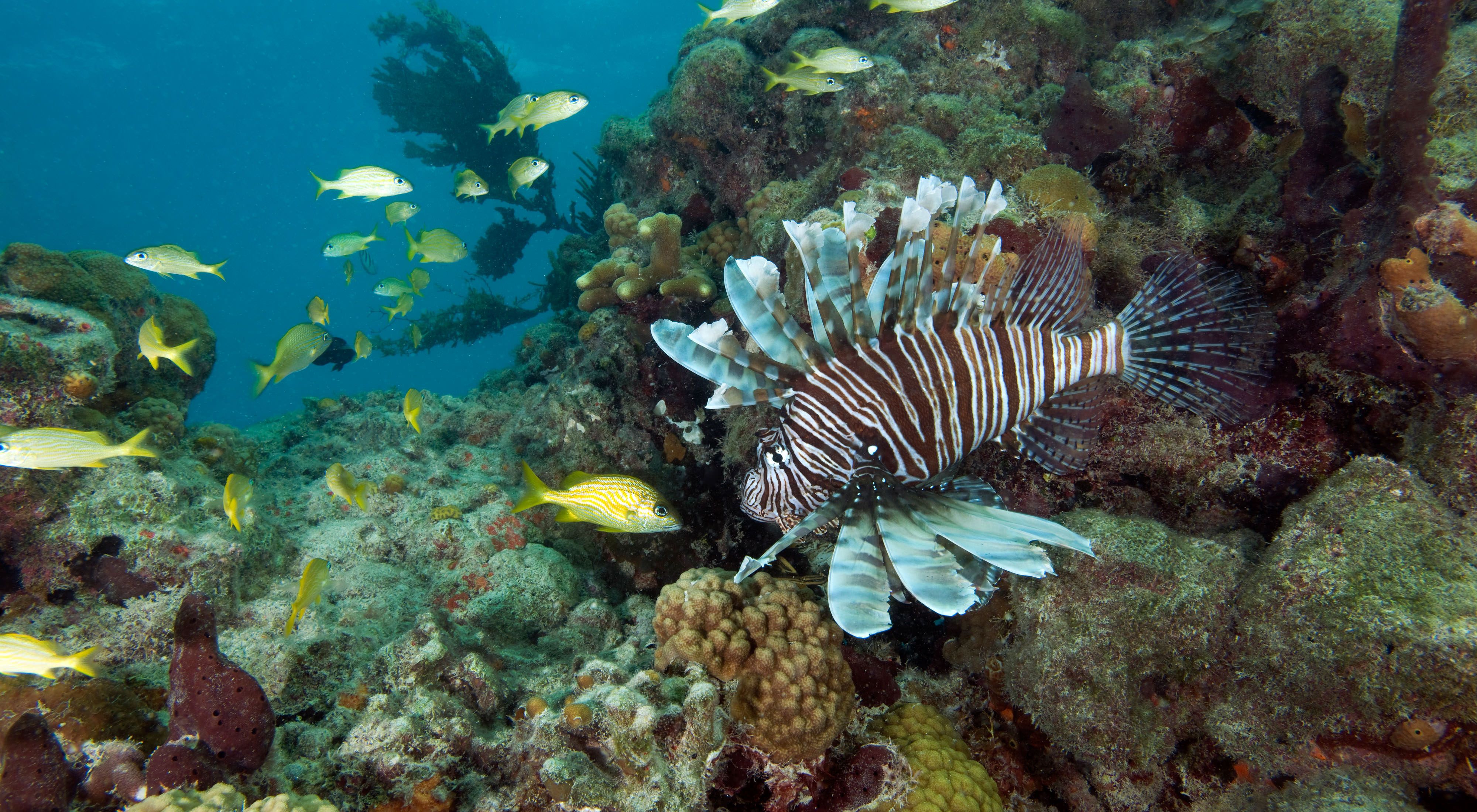 Invasive lionfish swims over a Florida coral reef with other reef fish. 