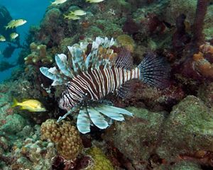 The Common lionfish is native to the Indo-Pacific and invasive along the U.S. Atlantic Coast and in the Caribbean. This lionfish was photographed at Exuma Cays Land and Sea Park, Bahamas.