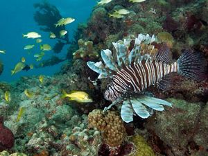 Invasive lionfish swims over a Florida coral reef with other reef fish. 