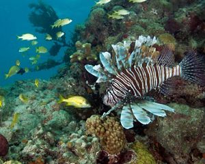 Invasive lionfish swims over a Florida coral reef with other reef fish.
