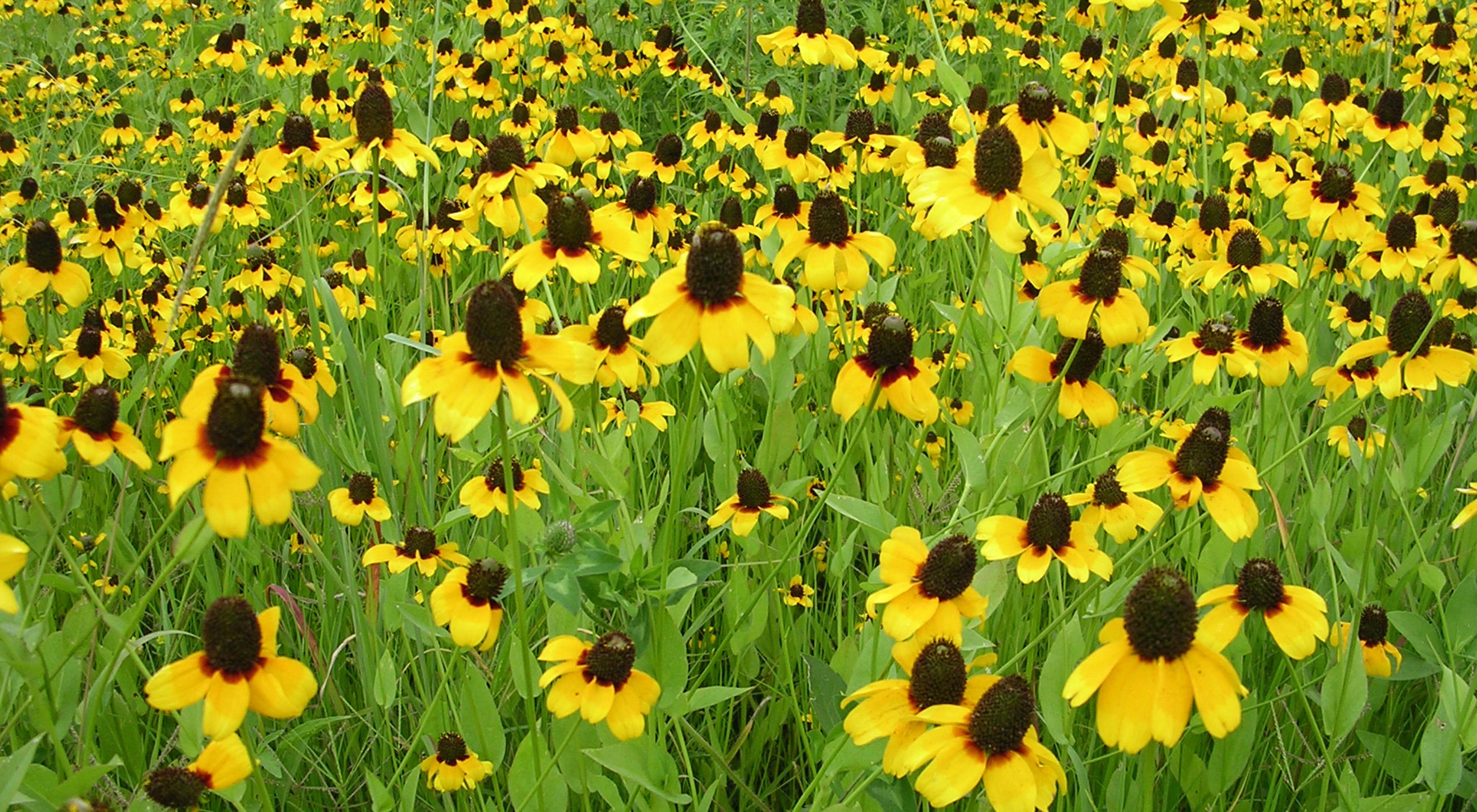 Blackland wildflowers at the 4,885-acre Grandview Prairie Wildlife Management Area in southwest Arkansas. Grandview is part of the state's rare blacklands ecosystem the Conservancy works to restore and conserve.