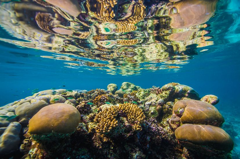 A coral reef is reflected in the water above it in the Solomon Islands.